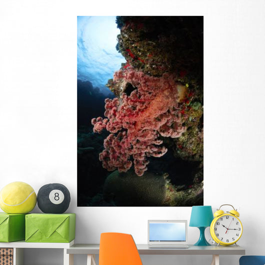 Soft Coral Fiji Wall Decal
