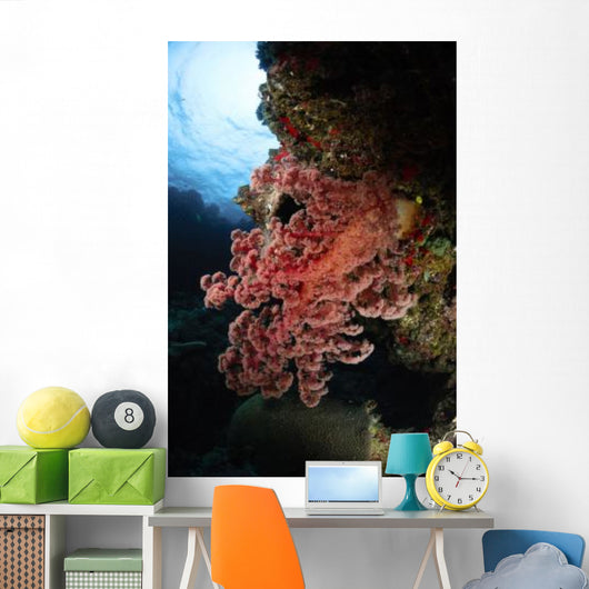 Soft Coral Fiji Wall Decal