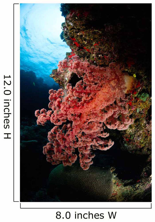 Soft Coral Fiji Wall Decal