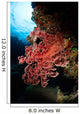 Soft Coral Fiji Wall Decal
