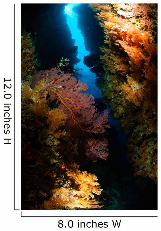 Sea Fans Fiji Wall Decal Design 2