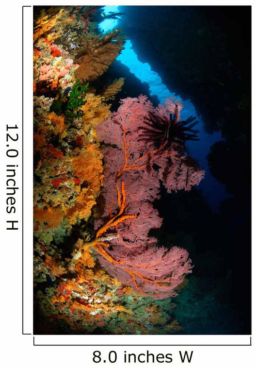 Sea Fans and Crinoid Wall Decal
