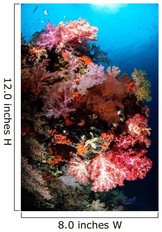 Sea Fans and Soft Wall Decal