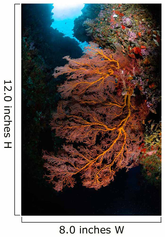 Sea Fan and Soft Wall Decal