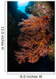 Sea Fan and Soft Wall Decal