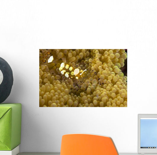 Bumblebee Shrimp Adhesive Anemone Wall Decal Design 2
