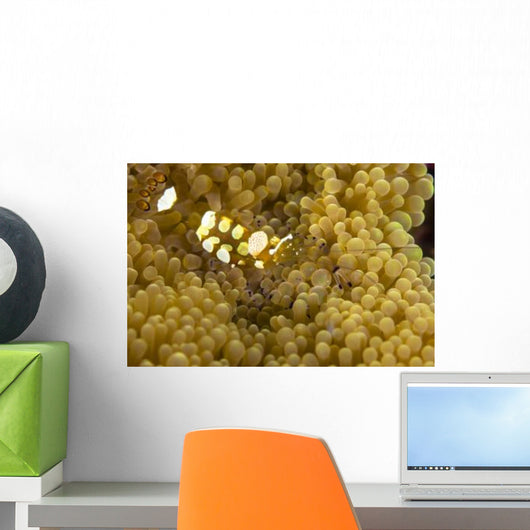 Bumblebee Shrimp Adhesive Anemone Wall Decal Design 2