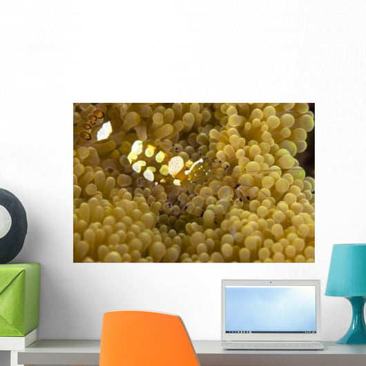 Bumblebee Shrimp Adhesive Anemone Wall Decal Design 2