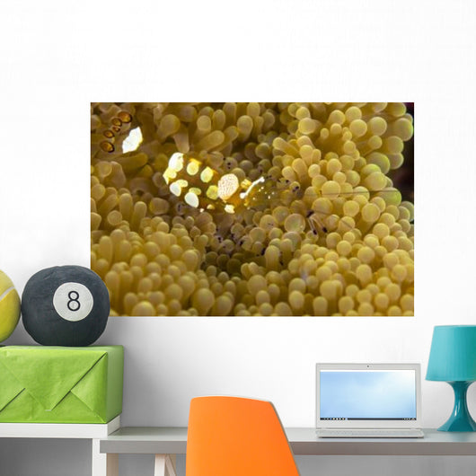 Bumblebee Shrimp Adhesive Anemone Wall Decal Design 2