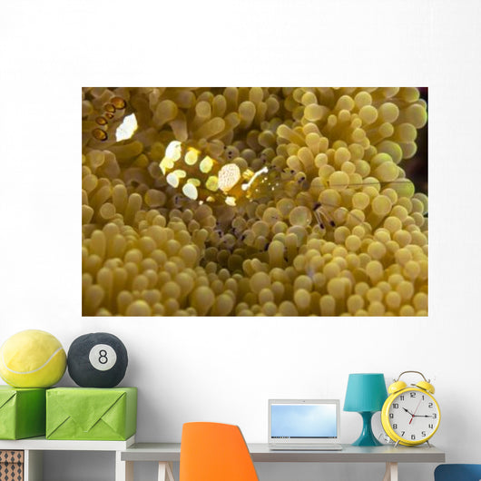 Bumblebee Shrimp Adhesive Anemone Wall Decal Design 2