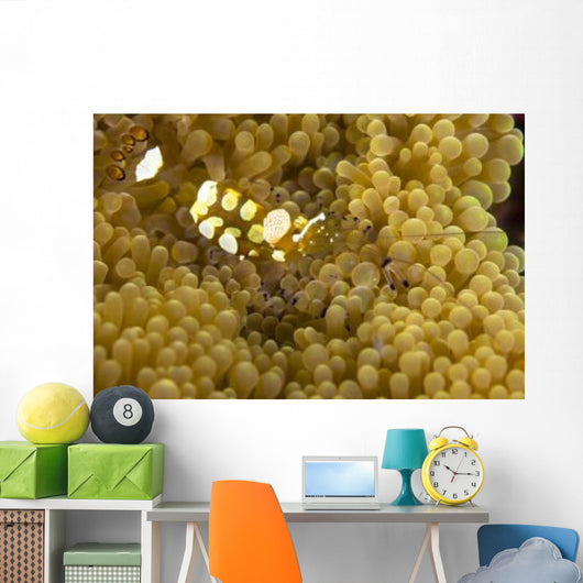 Bumblebee Shrimp Adhesive Anemone Wall Decal Design 2