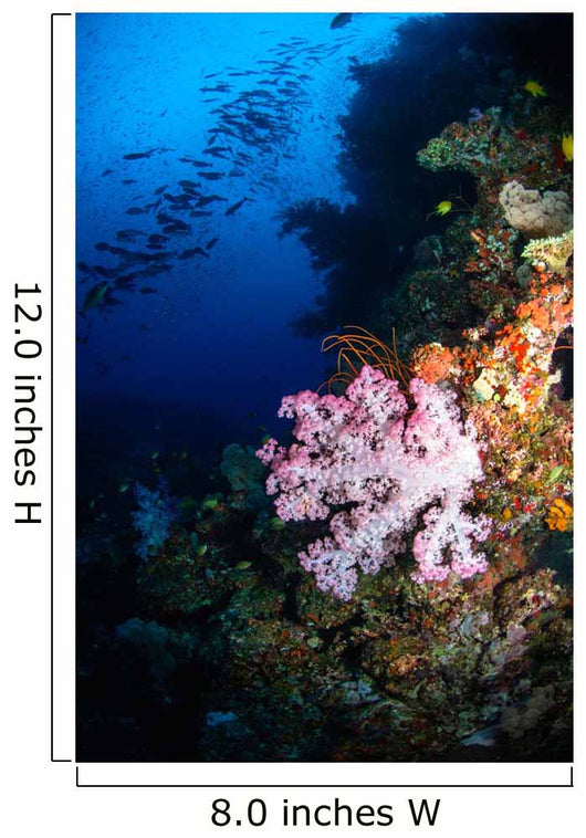 Soft Coral Seascape Fiji Wall Decal Design 4