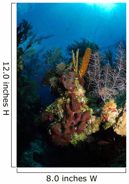 Coral and Sponge Reef Wall Decal Design 5