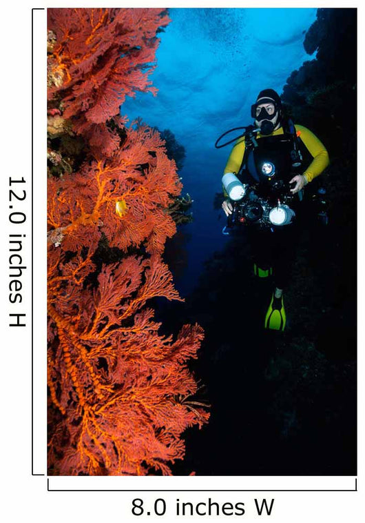 Diver and Sea Fans Wall Decal