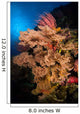 Sea Fans and Sea Wall Decal Design 2