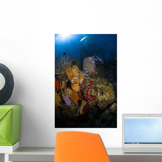 Coral and Sponge Reef Wall Decal Design 3