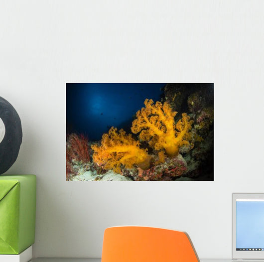 Orange Soft Coral and Wall Decal