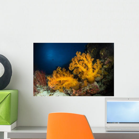 Orange Soft Coral and Wall Decal