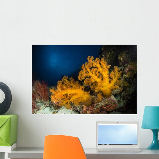 Orange Soft Coral and Wall Decal