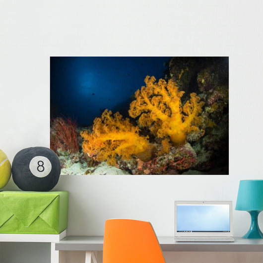 Orange Soft Coral and Wall Decal