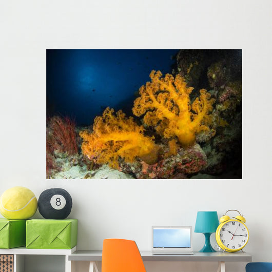 Orange Soft Coral and Wall Decal