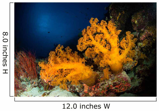 Orange Soft Coral and Wall Decal