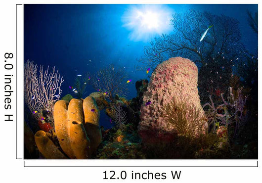 Coral and Sponge Reef Wall Decal Design 2
