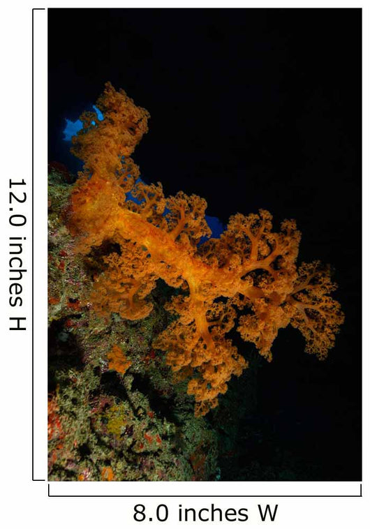 Soft Coral Seascape Fiji Wall Decal Design 3