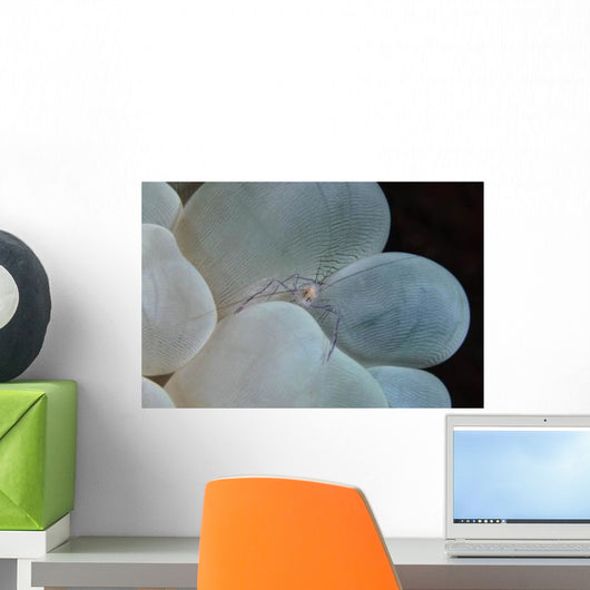 Shrimp Bubble Coral Indonesia Wall Decal Design 2