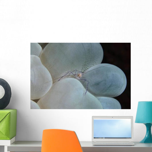 Shrimp Bubble Coral Indonesia Wall Decal Design 2