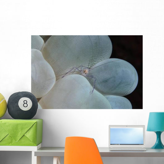 Shrimp Bubble Coral Indonesia Wall Decal Design 2