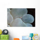 Shrimp Bubble Coral Indonesia Wall Decal Design 2