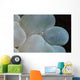 Shrimp Bubble Coral Indonesia Wall Decal Design 2