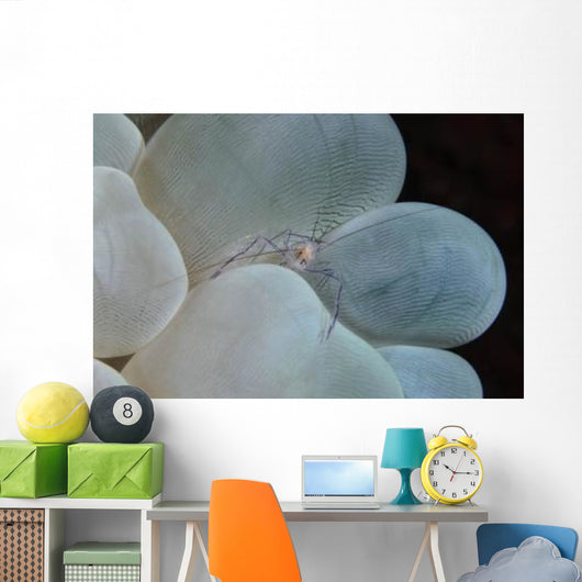 Shrimp Bubble Coral Indonesia Wall Decal Design 2