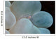 Shrimp Bubble Coral Indonesia Wall Decal Design 2