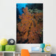 Sea Fan Fiji Wall Decal