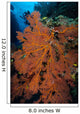 Sea Fan Fiji Wall Decal