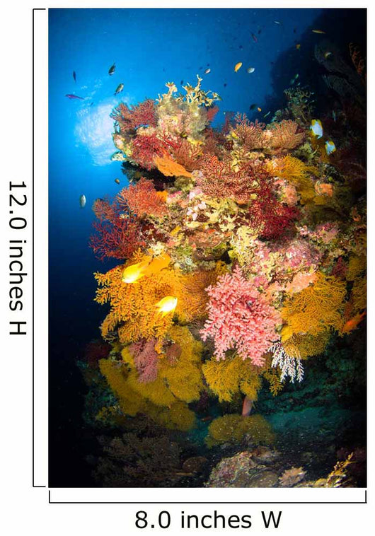 Coral Reef Seascape Australia Wall Decal