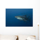 Female Great White Shark Wall Decal Design 2