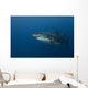 Female Great White Shark Wall Decal Design 2