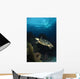 Hawksbill Sea Turtle Swimming Wall Decal