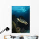 Hawksbill Sea Turtle Swimming Wall Decal