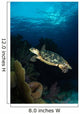 Hawksbill Sea Turtle Swimming Wall Decal