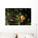 Clownfish Green Anemone Indonesia Wall Decal