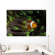 Clownfish Green Anemone Indonesia Wall Decal