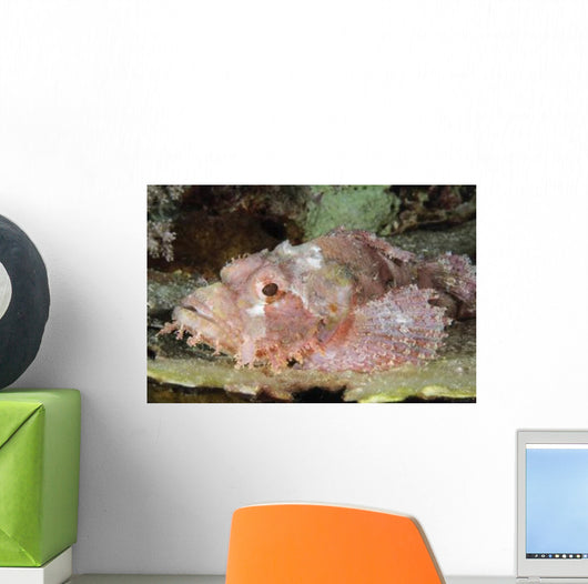 Scorpionfish Indonesia Wall Decal