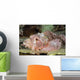 Scorpionfish Indonesia Wall Decal