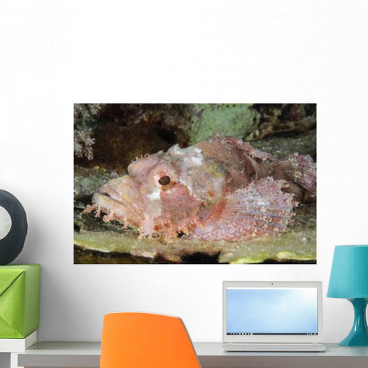 Scorpionfish Indonesia Wall Decal
