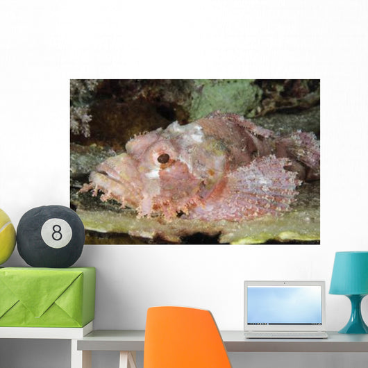 Scorpionfish Indonesia Wall Decal
