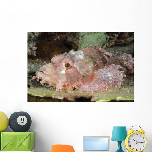 Scorpionfish Indonesia Wall Decal